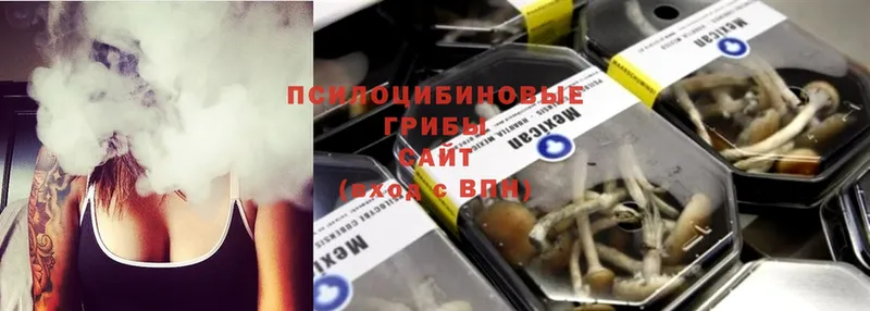 Галлюциногенные грибы Psilocybe  Мурино 